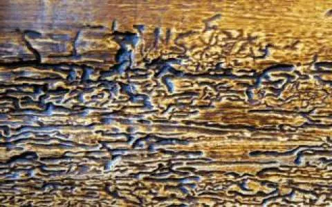 Textura do revestimento Limnus